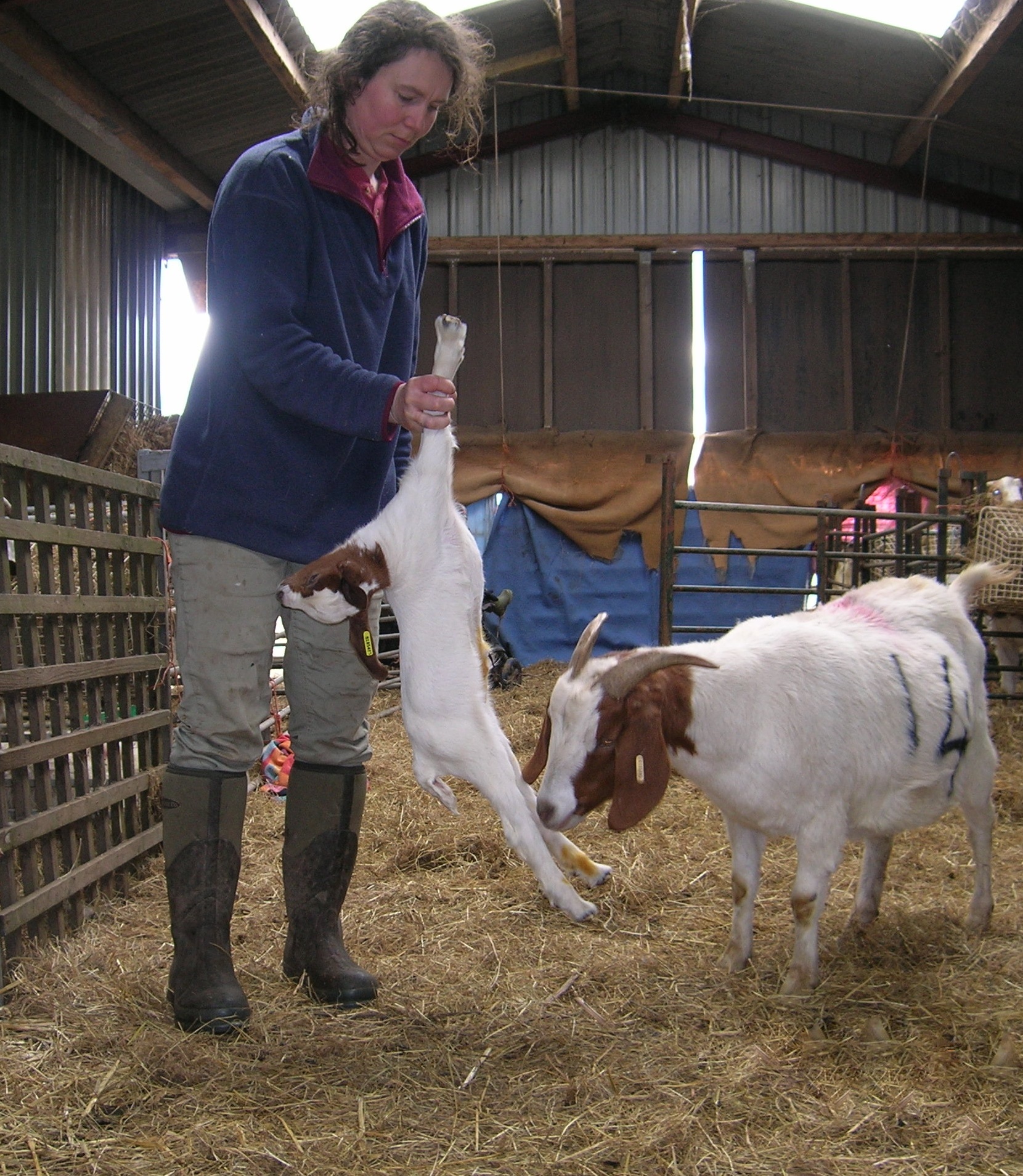 Goat keeping courses